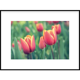 Nielsen Gerahmtes Bild „Tulpen“ 80,0 x 60,0 cm
