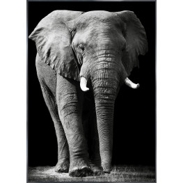 Nielsen Gerahmtes Bild „Elefant“ 84,1 x 118,9 cm